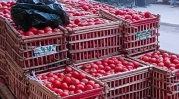 أسعار الطماطم والخضروات في أسواق الدقهلية يوم الجمعة 24 أكتوبر وتفاوتها وتأثيرها على المستهلك